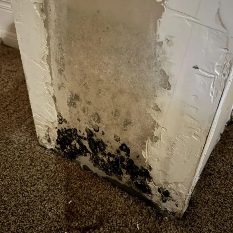 Professional Mold Removal in McAllen, TX